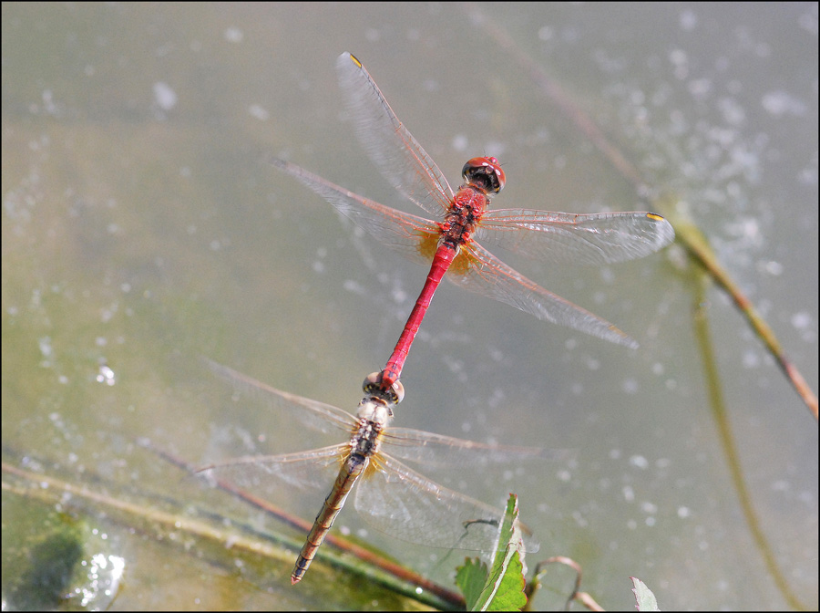 Sympetrum fonscolombii